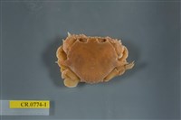 藏品(繁點紋腕蟹)的圖片